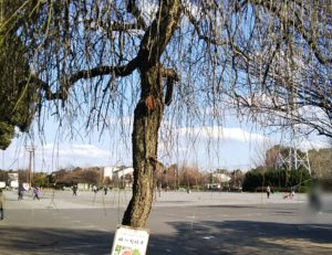 大宮第二公園多目的広場