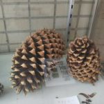 大宮第二公園南6