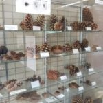 大宮第二公園南5