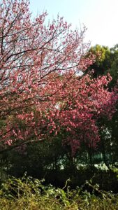 大宮第二公園梅