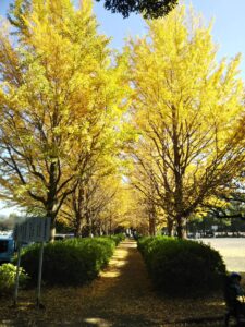 大宮第二公園いちょう