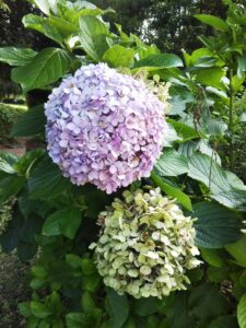 大宮第二公園あじさい