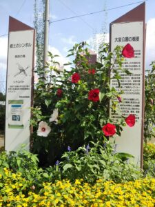 大宮第二公園バラ