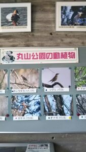 上尾丸山公園自然学習館1