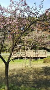 見沼自然公園11河津桜