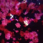 チームラボ花