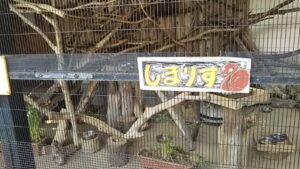 しまりす1