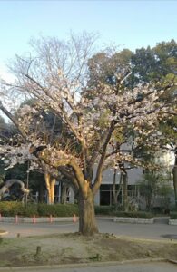 北浦和公園彫刻広場2