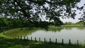 健康福祉村修景池