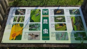 荒川調整池で見られる昆虫