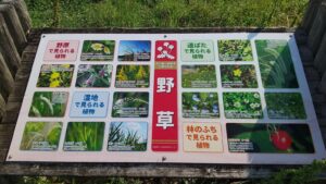 荒川調整池で見られる野草