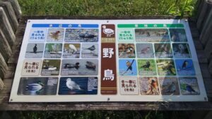 荒川調整池で見られる野鳥