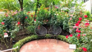 西武園ローズガーデン5